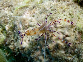 Spotted Cleaner Shrimp IMG 7805
